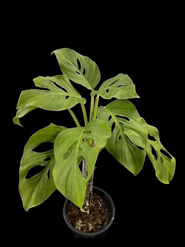 monstera blanchetii vs adansonii Monstera adansonii ssp. blanchetii