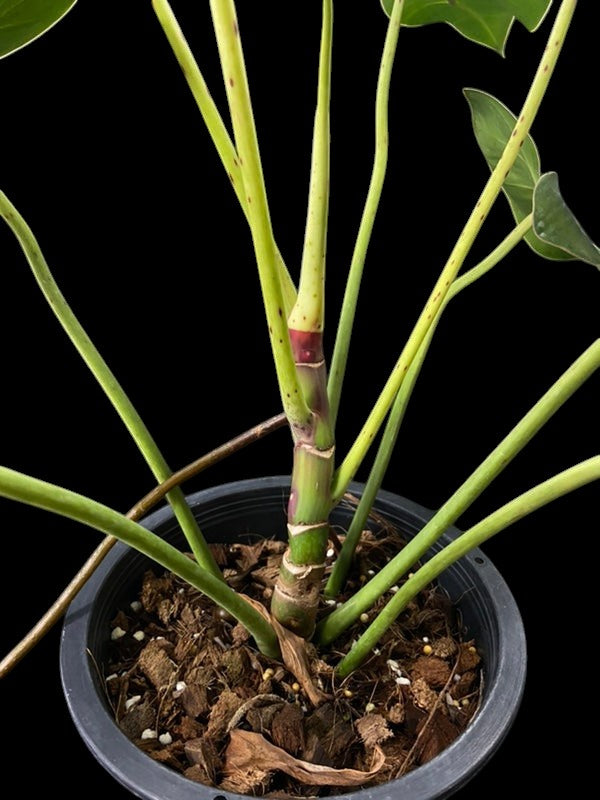 Philodendron Florida Bronze