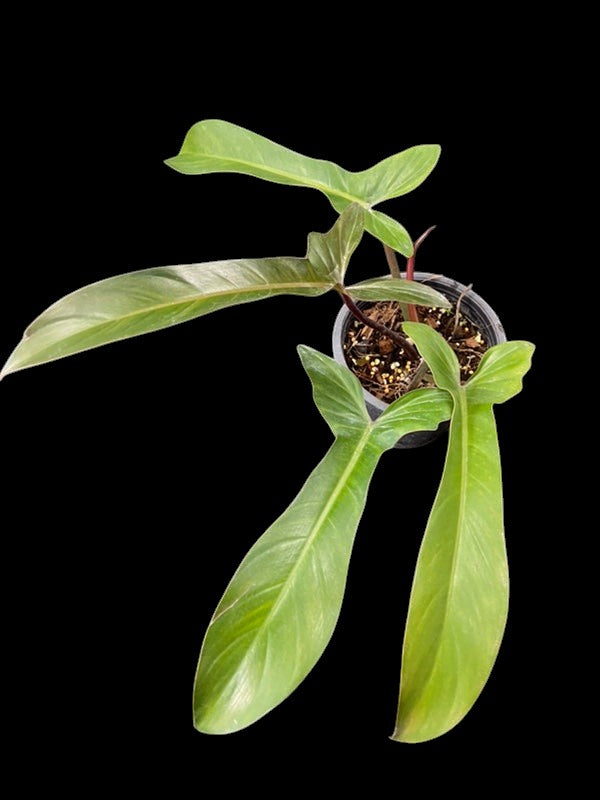 Philodendron Florida Bronze