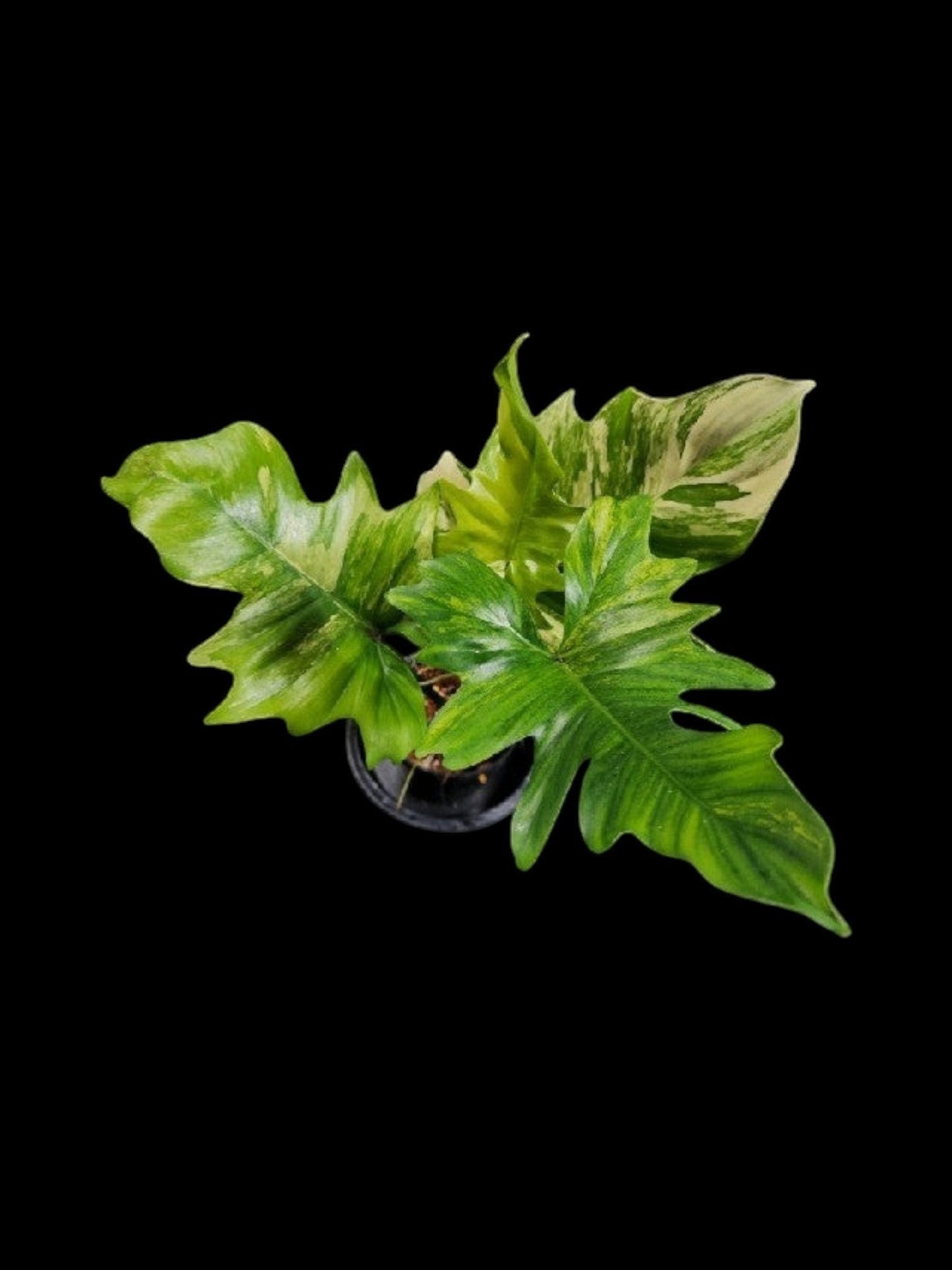 Philodendron Florida beauty x mayoi Variegated (Wide)