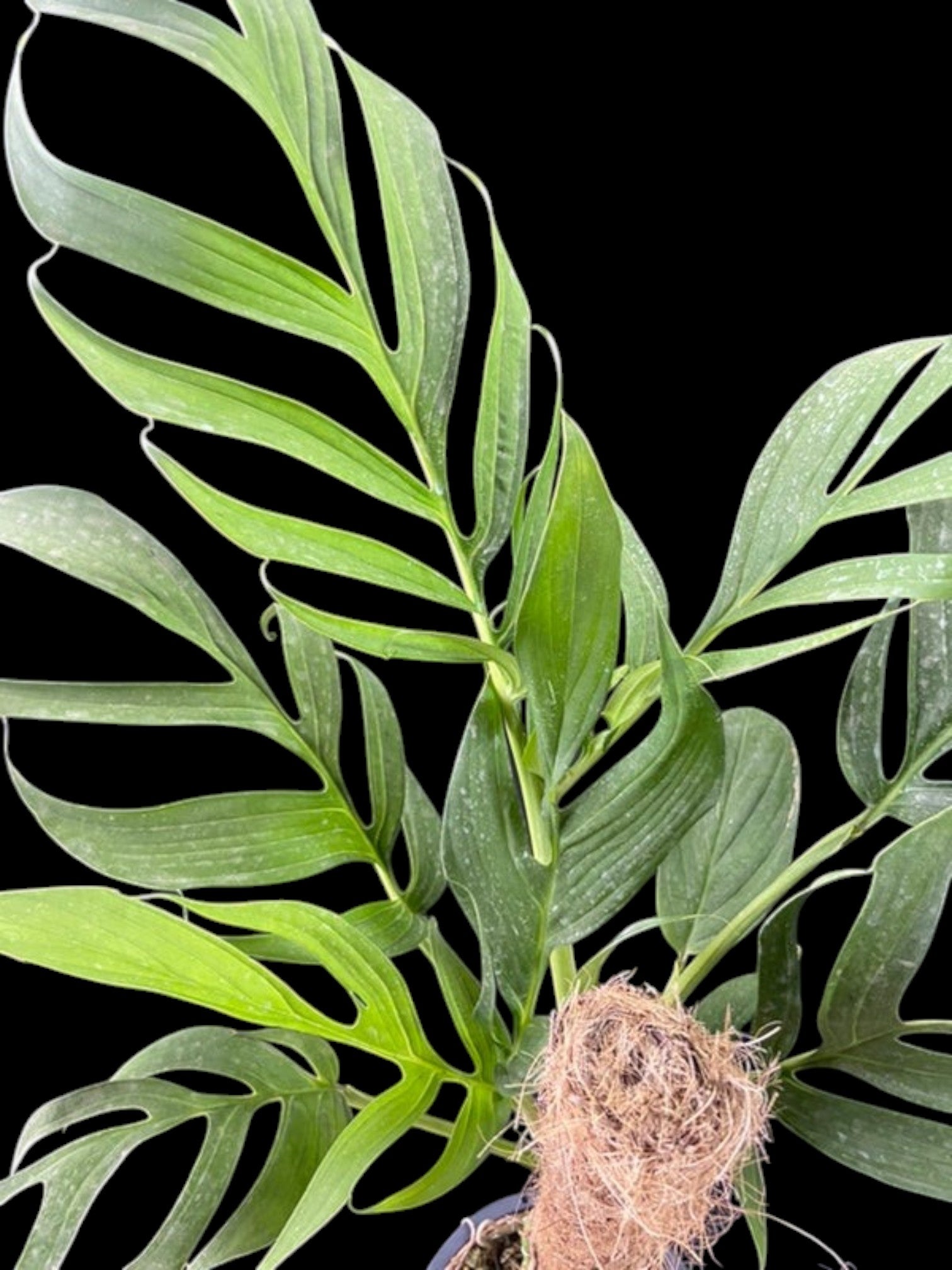 amazon monstera Monstera uleana (L)