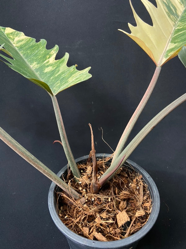 Philodendron Caramel Marble