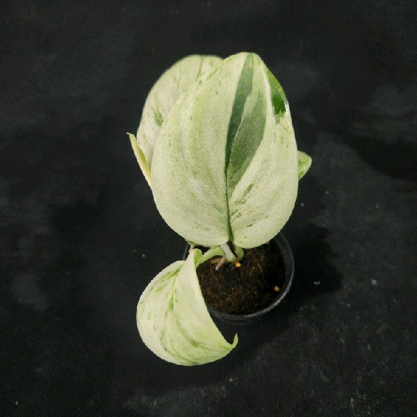 Scindapsus moonlight Marble