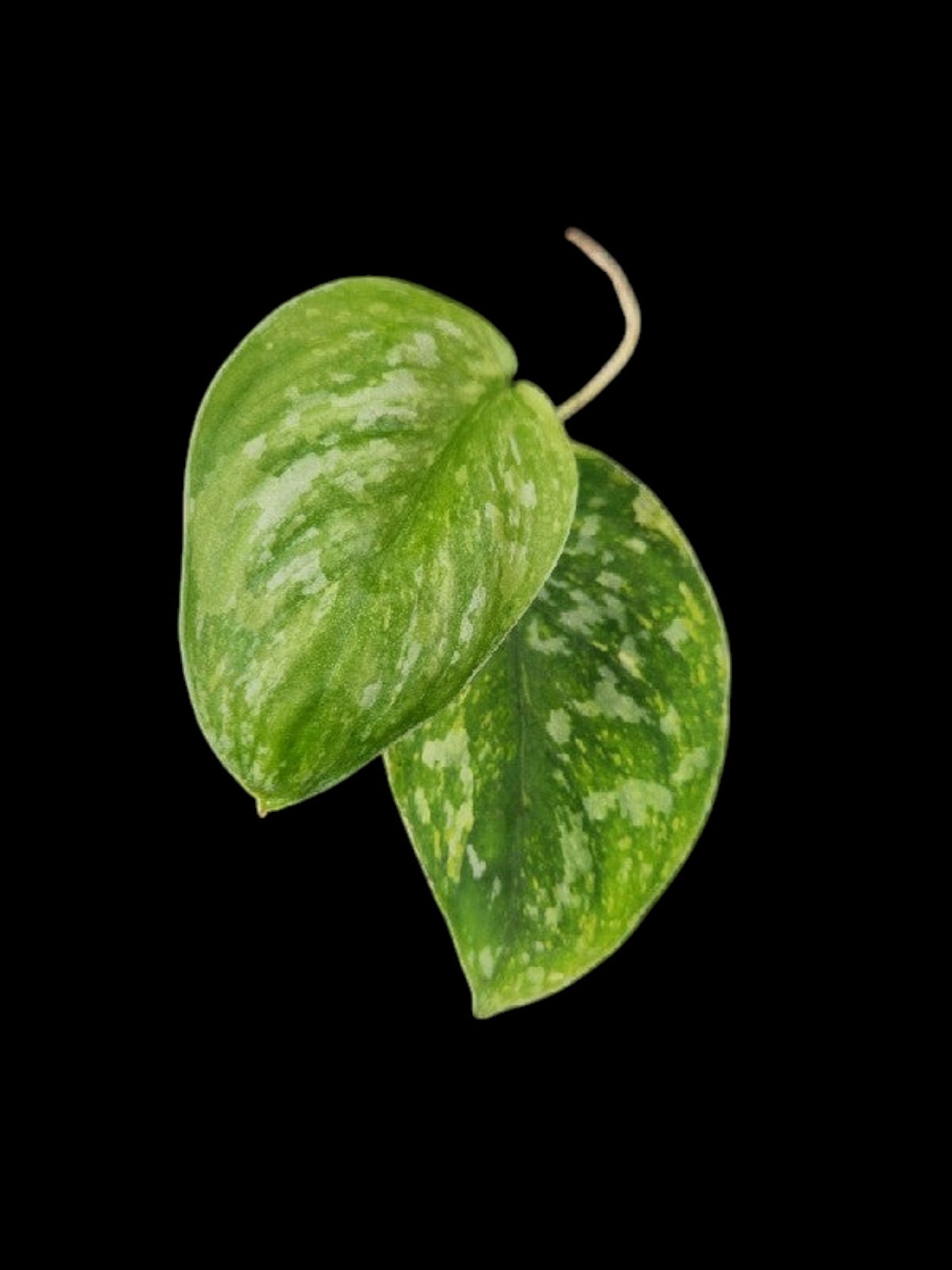 Scindapsus Baticon