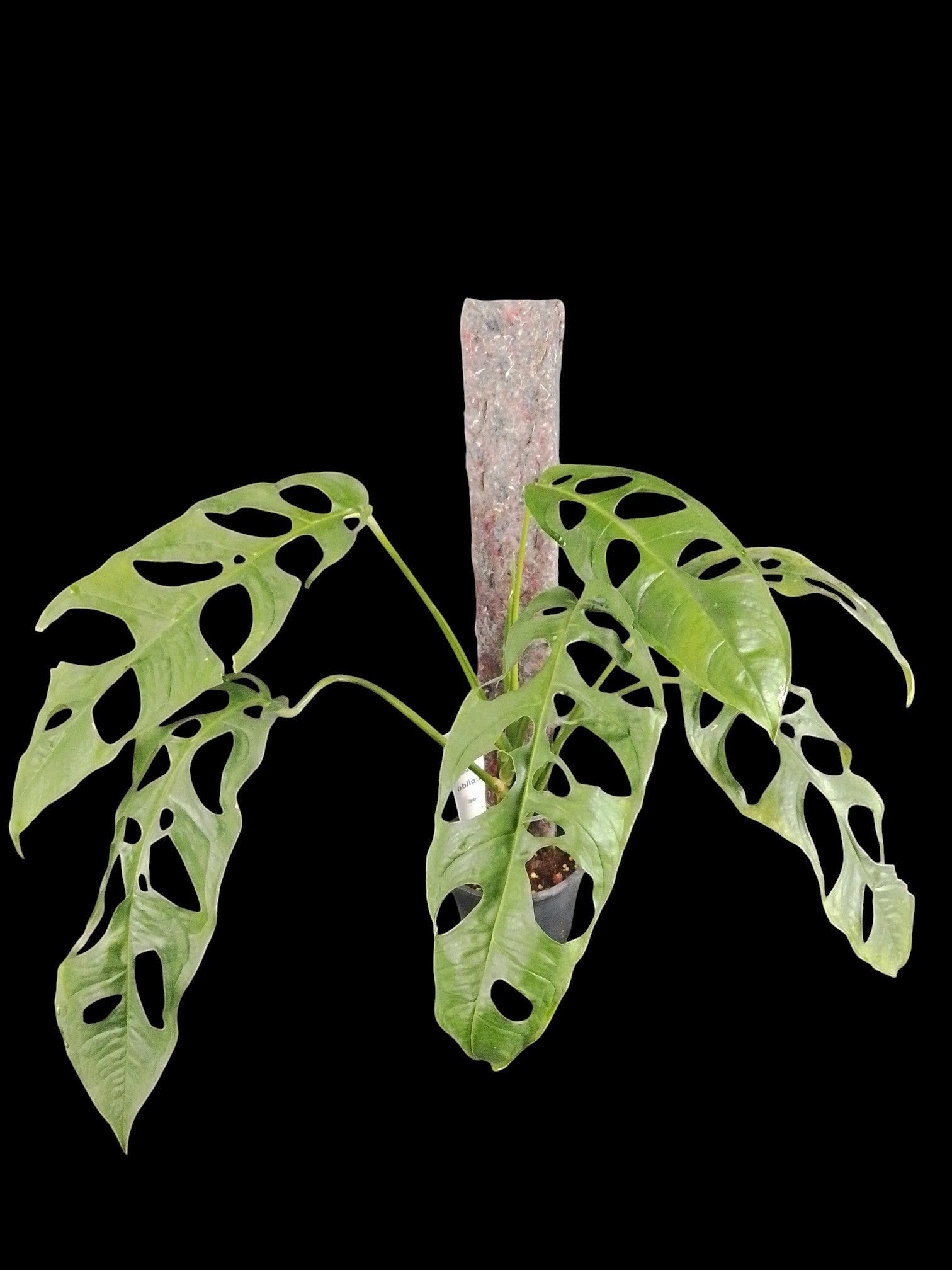 Monstera obliqua Tarapoa – Amazon Garden Thailand