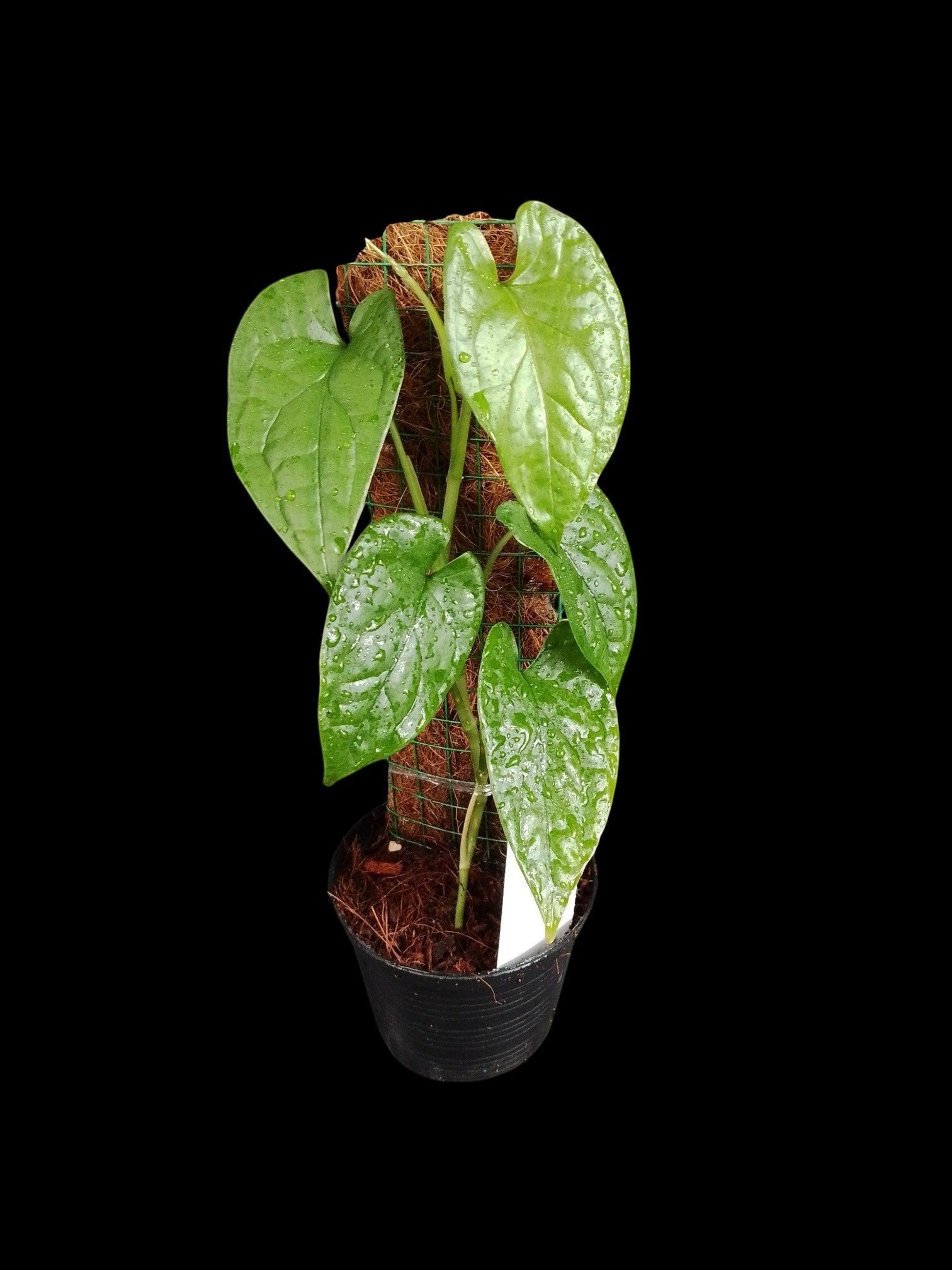 Monstera membranacea madison