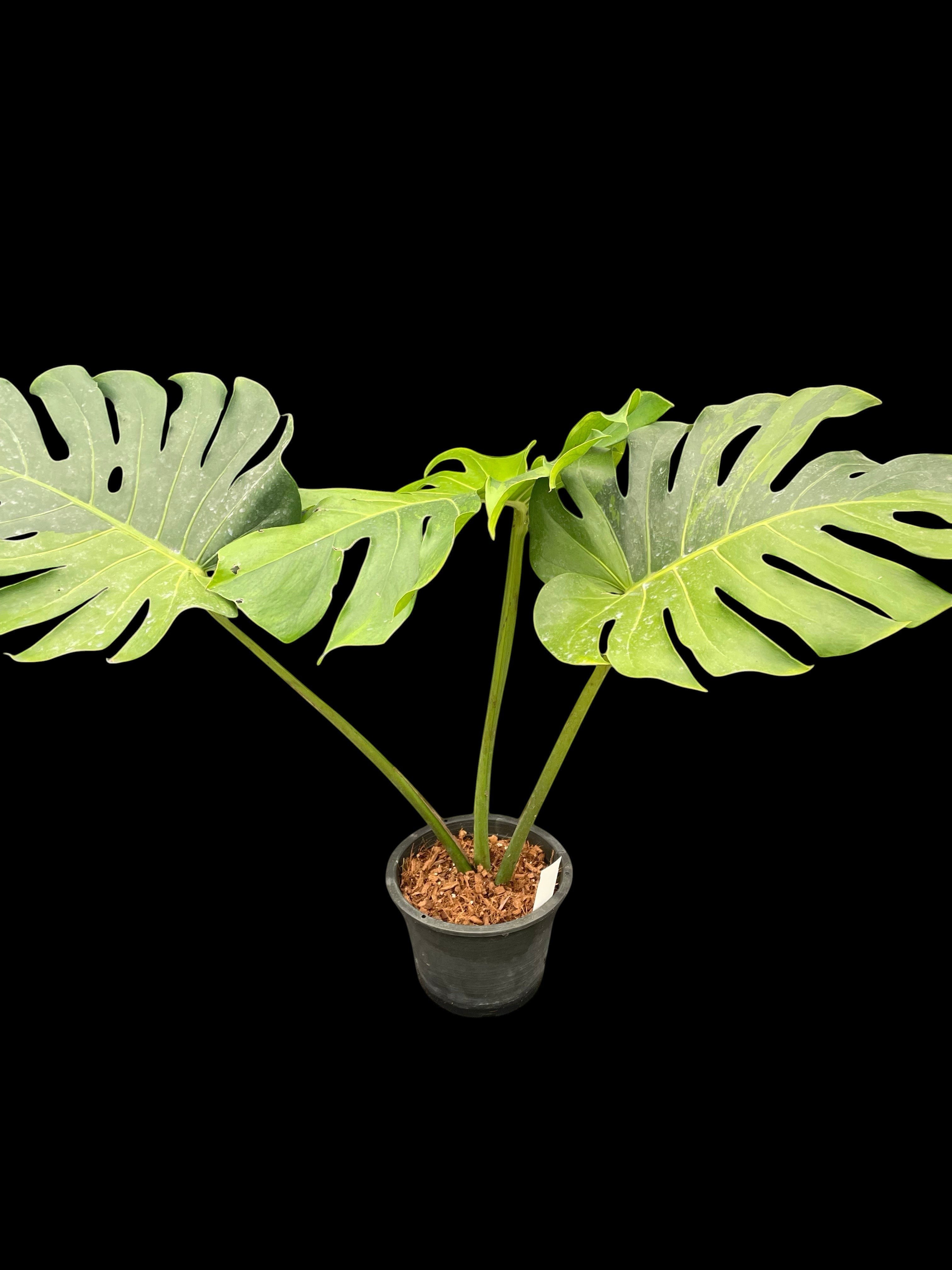 Monstera deliciosa large form green on green – Amazon Garden Thailand