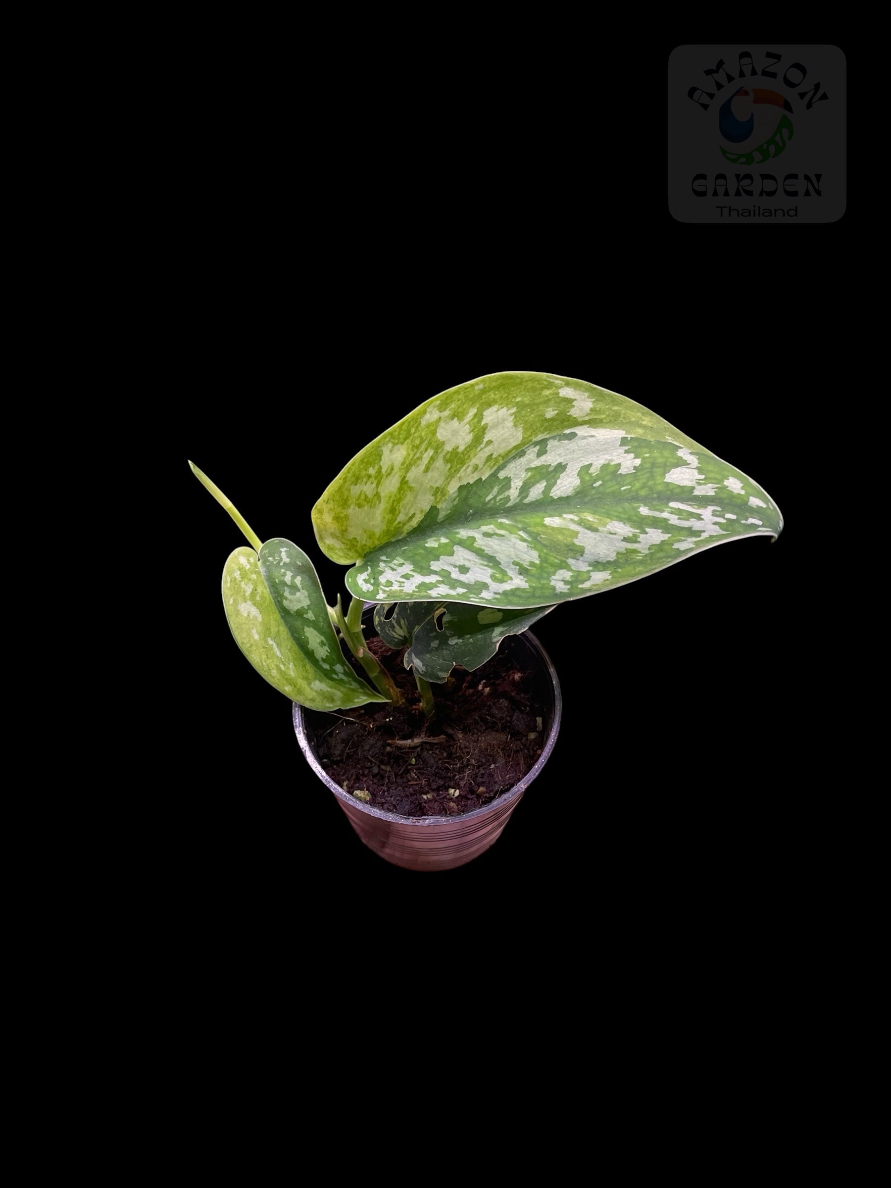 Scindapsus Matcha – Amazon Garden Thailand