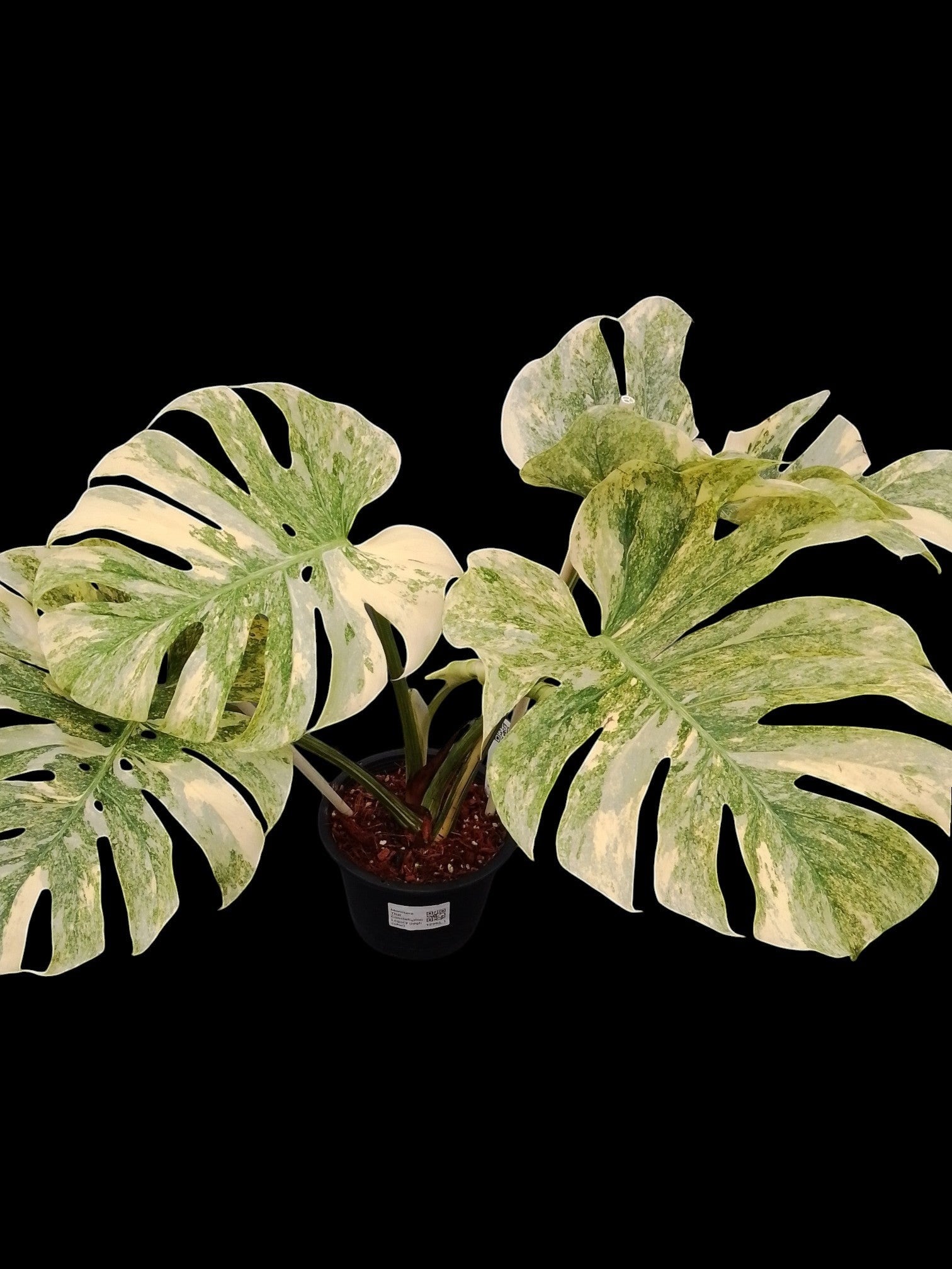monstera deliciosa legacy Monstera Thai Constellation Legacy (high color)