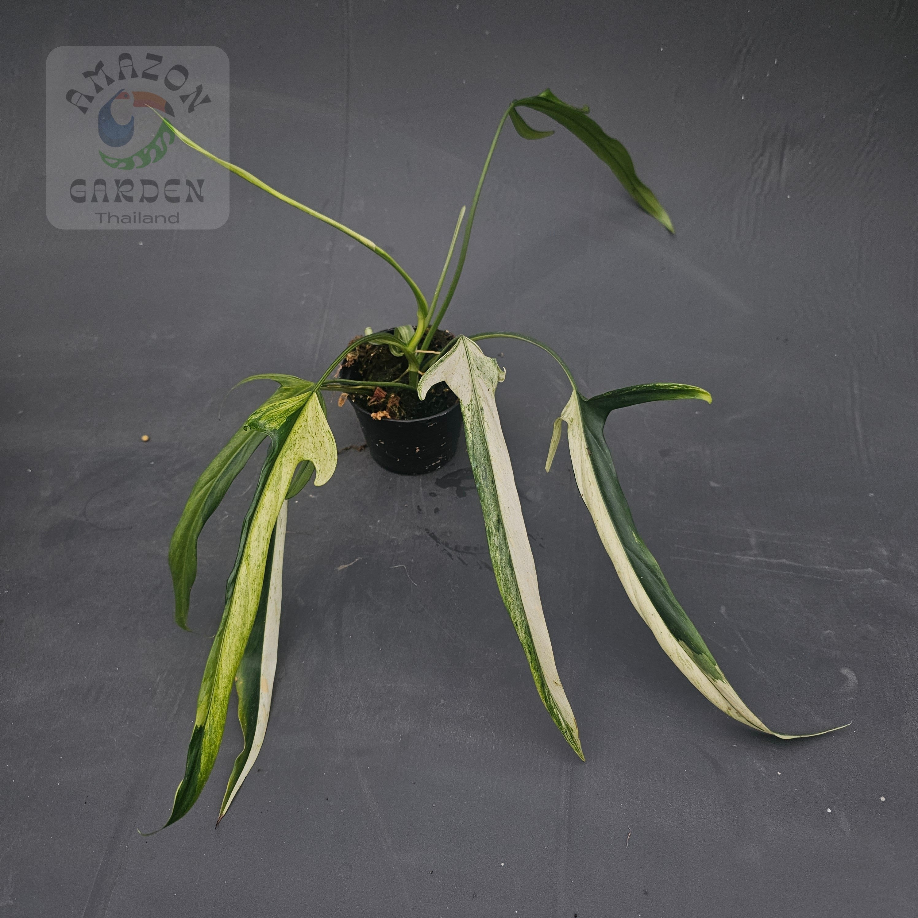 Philodendron holtonianum variegated – Amazon Garden Thailand