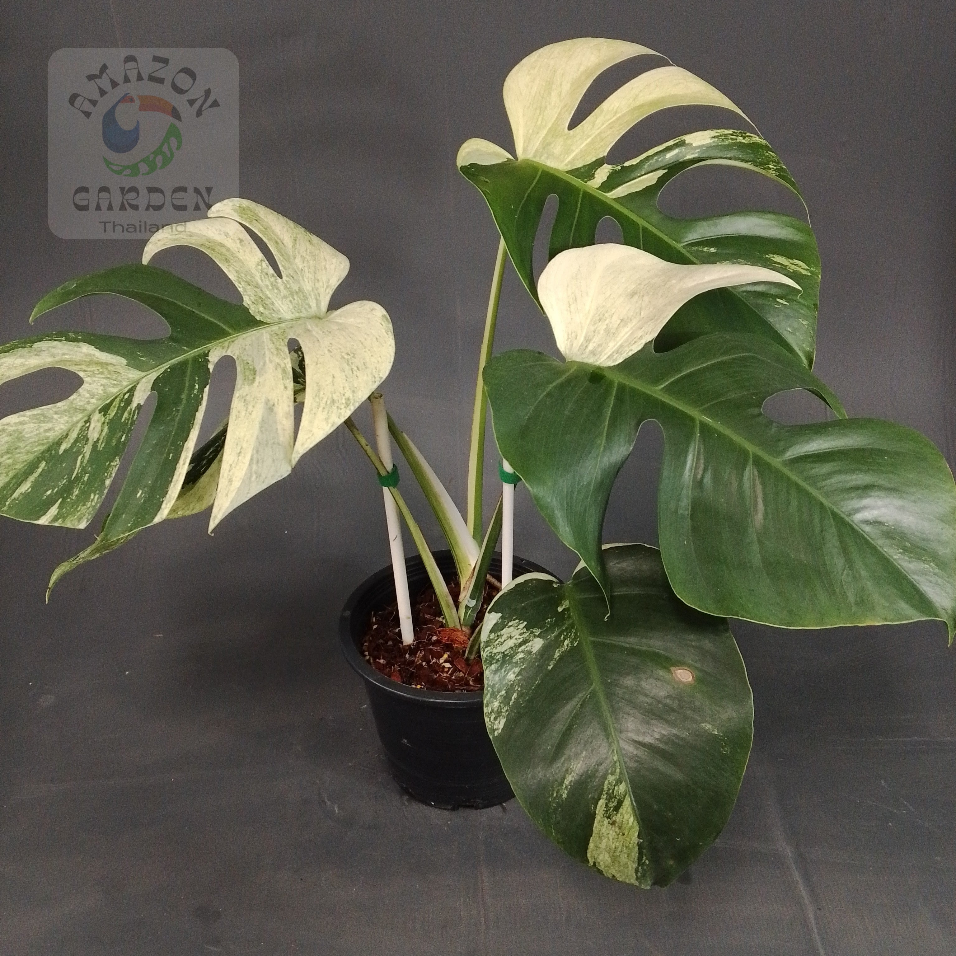 Monstera deliciosa Jungle Mint (L) – Amazon Garden Thailand