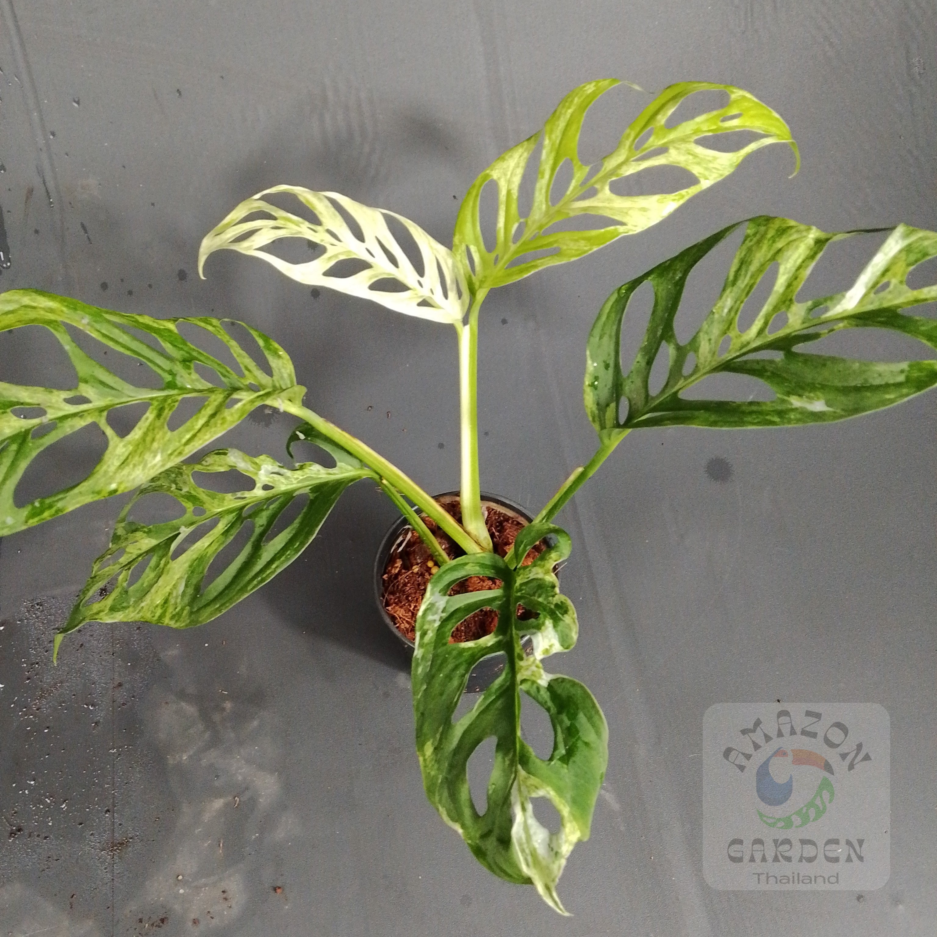 Monstera adansonii laniata Mottled – Amazon Garden Thailand