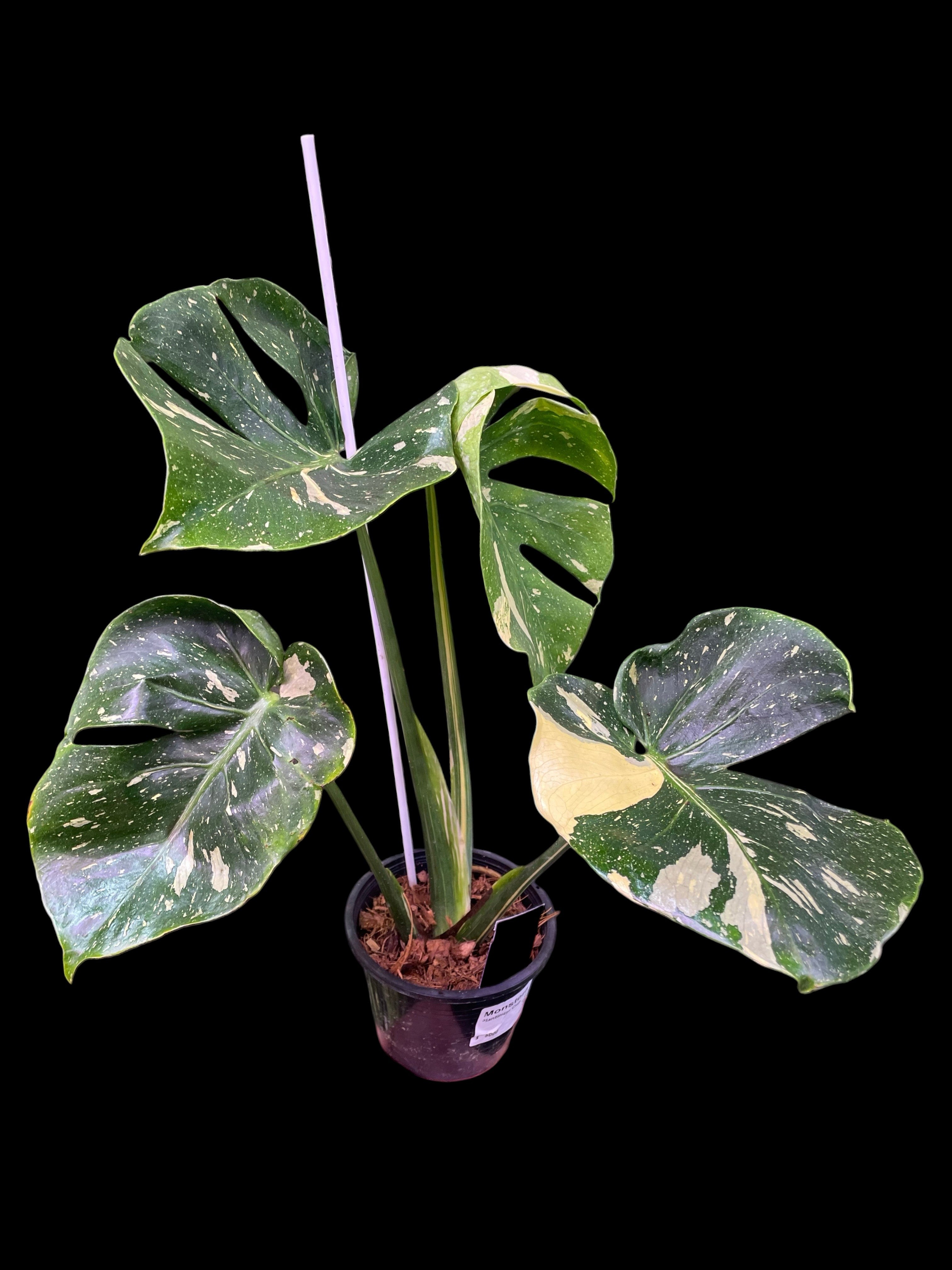 ア*ル様 モンステラ プラチナム Monstera deliciosa plat モンステラ