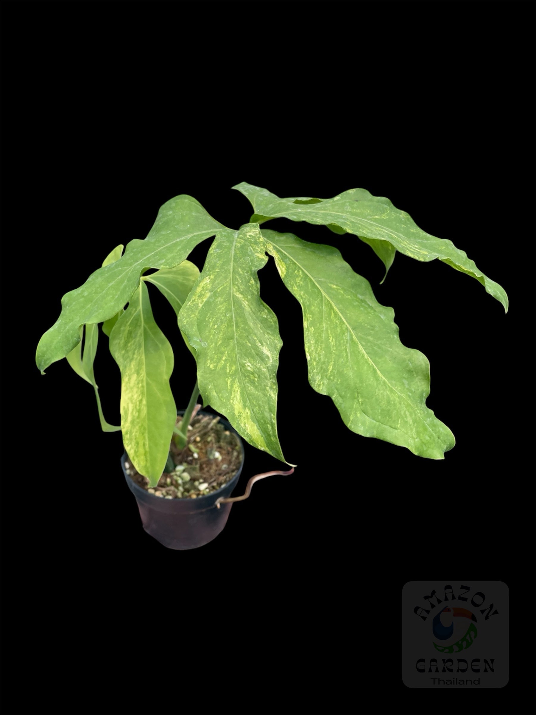 訳あり　Anthurium clavigerum variegated Anthurium clavigerum variegated – Amazon Garden Thailand