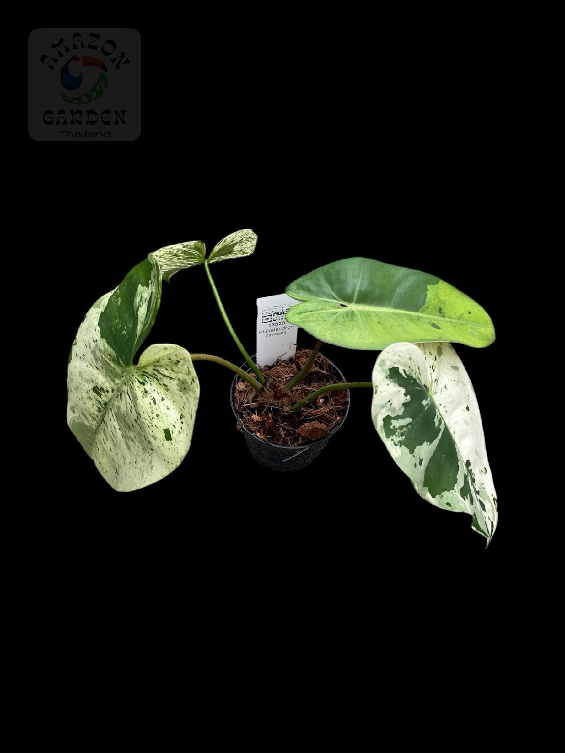 Philodendron ilsemanii  Amazon Garden Thailand