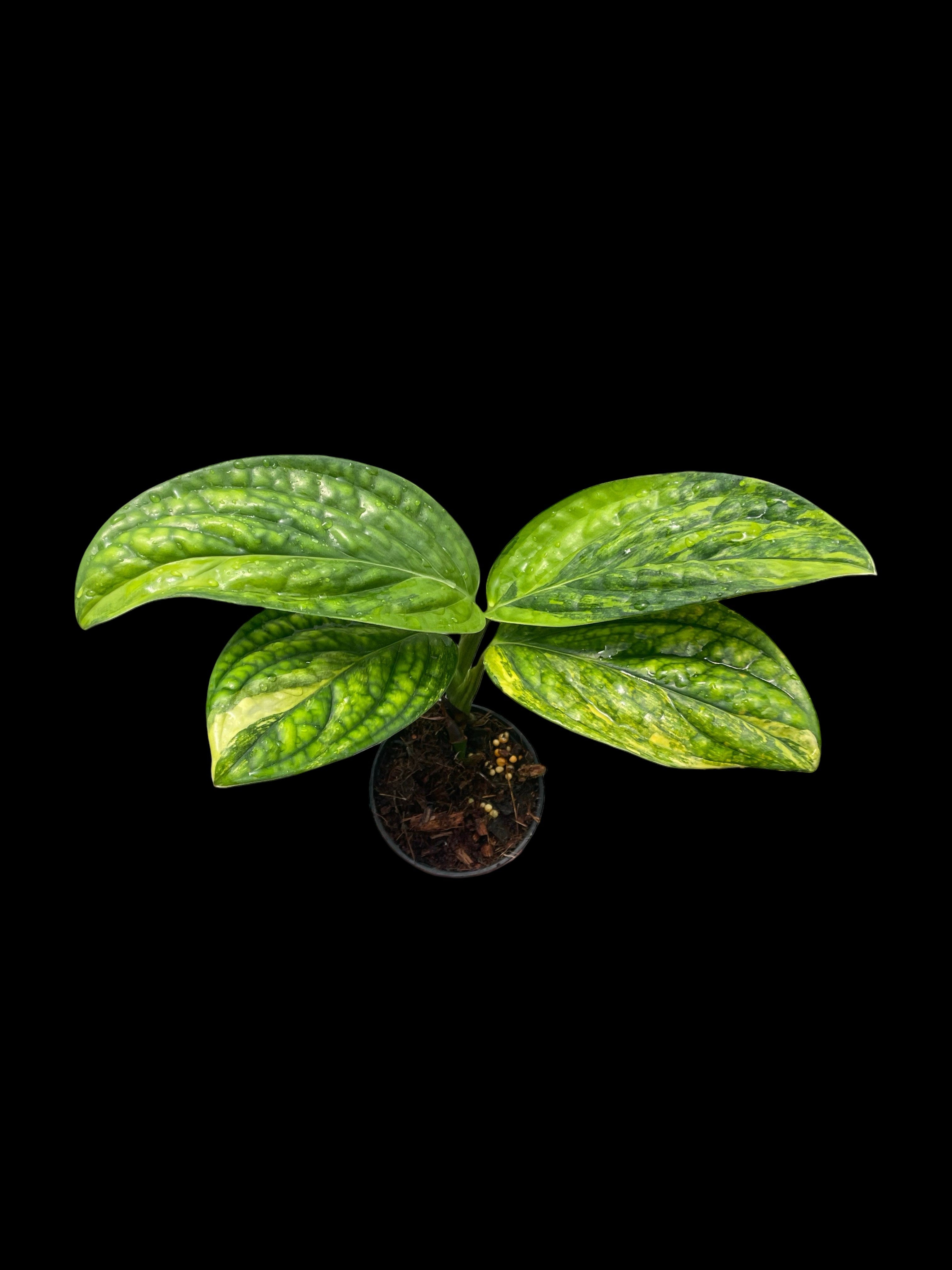 monstera peru variegated mature Monstera peru variegated – Amazon Garden Thailand