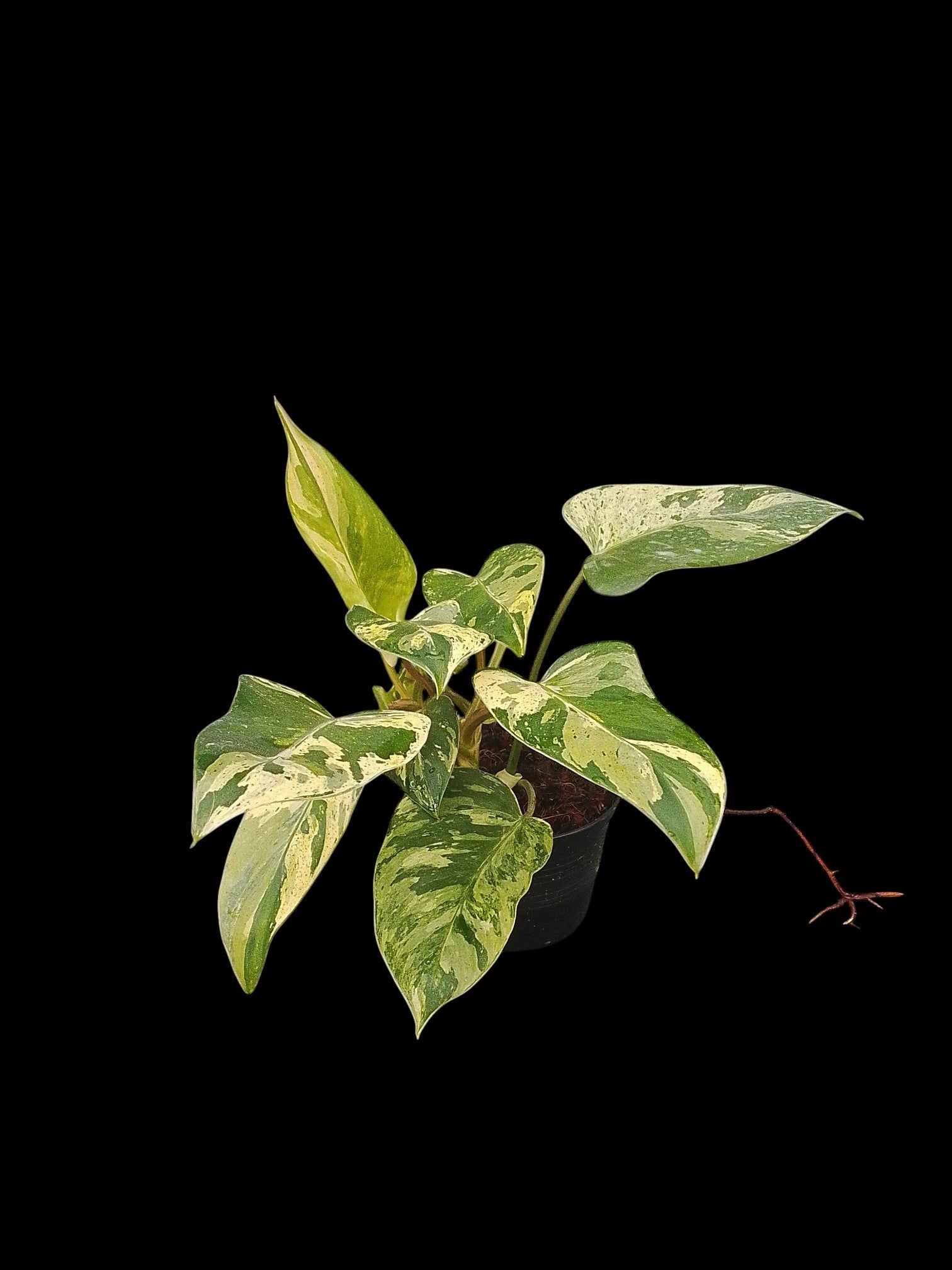 emerald philodendron Philodendron Emerald Queen Marble Mutation – Amazon Garden Thailand
