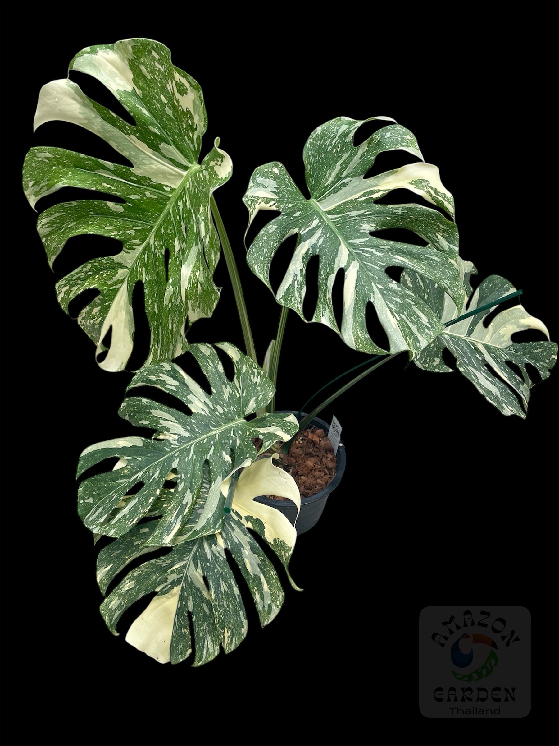 monstera xl Monstera deliciosa White Snow (XL) – Amazon Garden Thailand