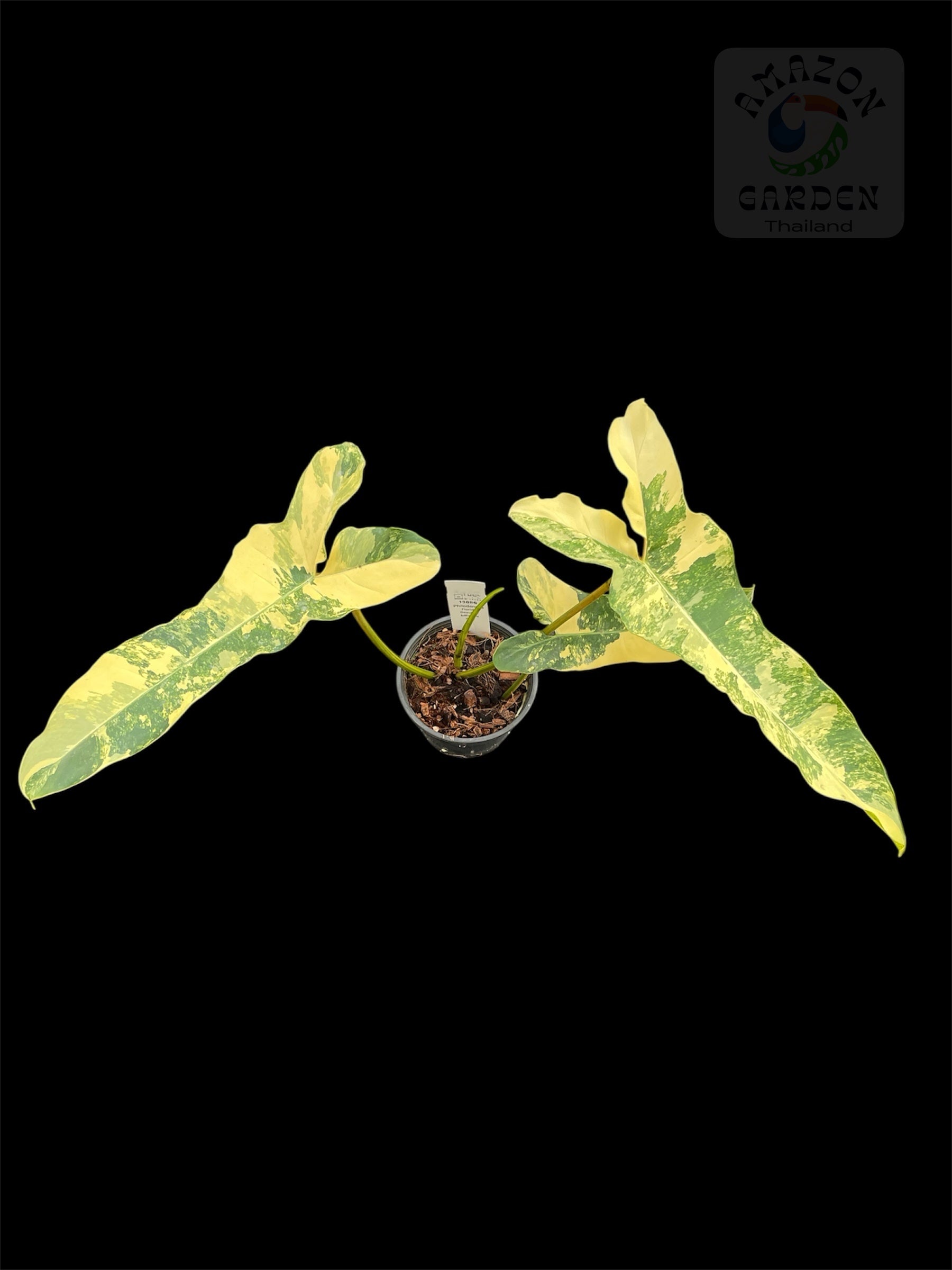 Philodendron Florida Beauty x billietiae dark – Amazon Garden Thailand