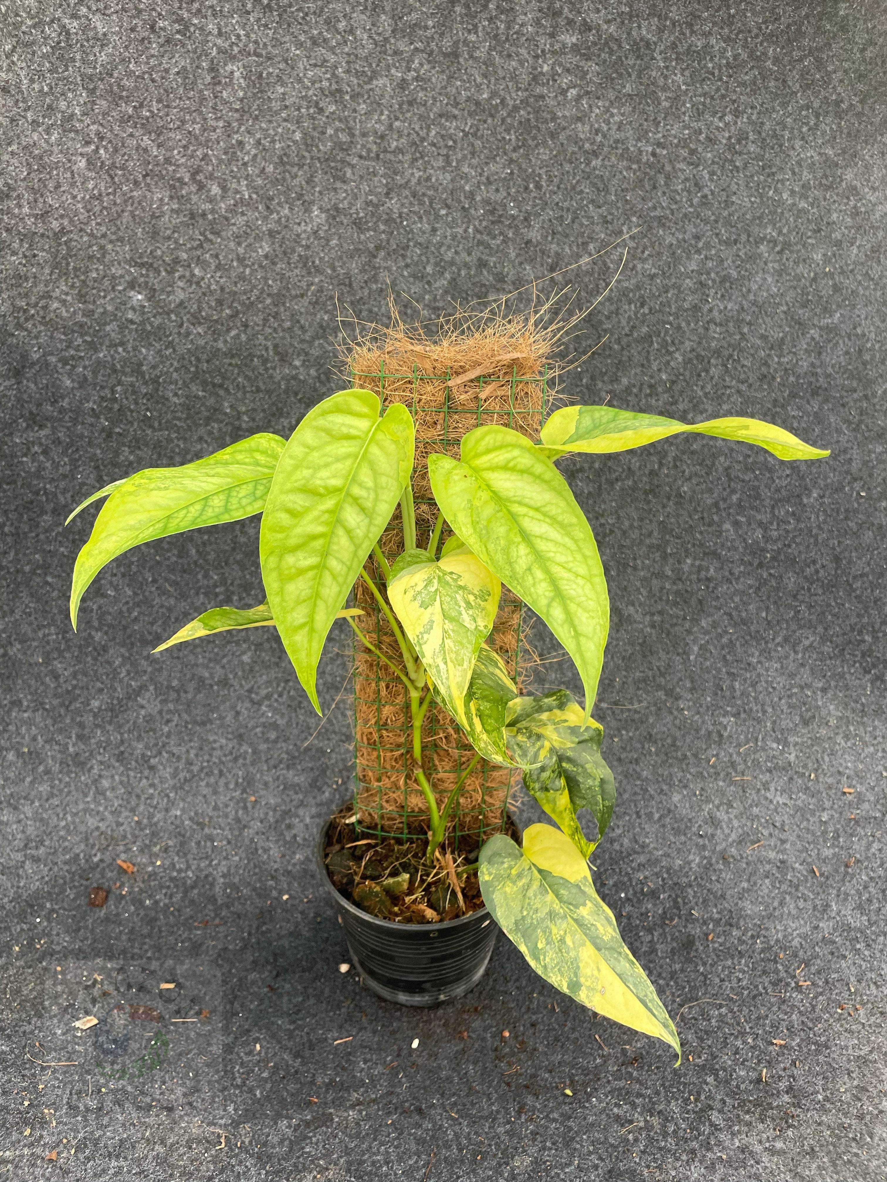 み*。様 Monstera siltepecana variegated Monstera siltepecana variegated (M) – Amazon Garden Thailand