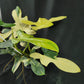 Philodendron bipennifolium variegated