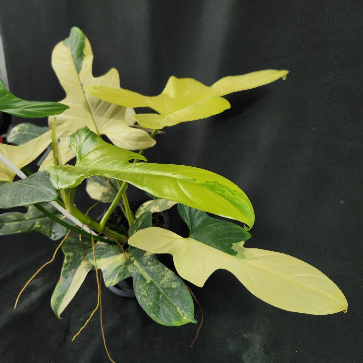 Philodendron bipennifolium variegated