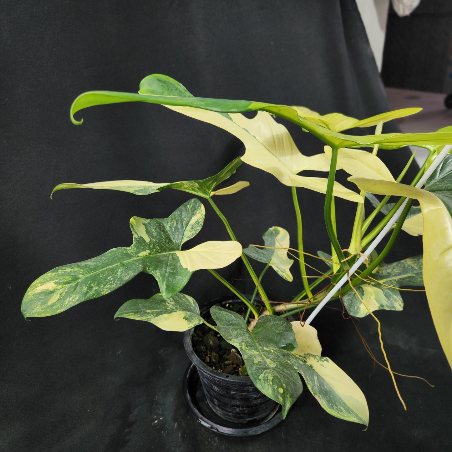 Philodendron bipennifolium variegated