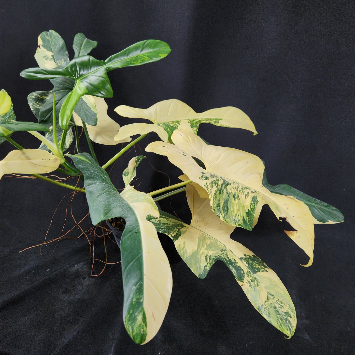 Philodendron bipennifolium variegated