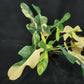 Philodendron bipennifolium variegated