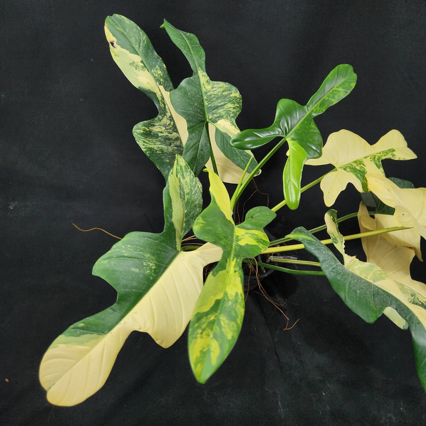 Philodendron bipennifolium variegated