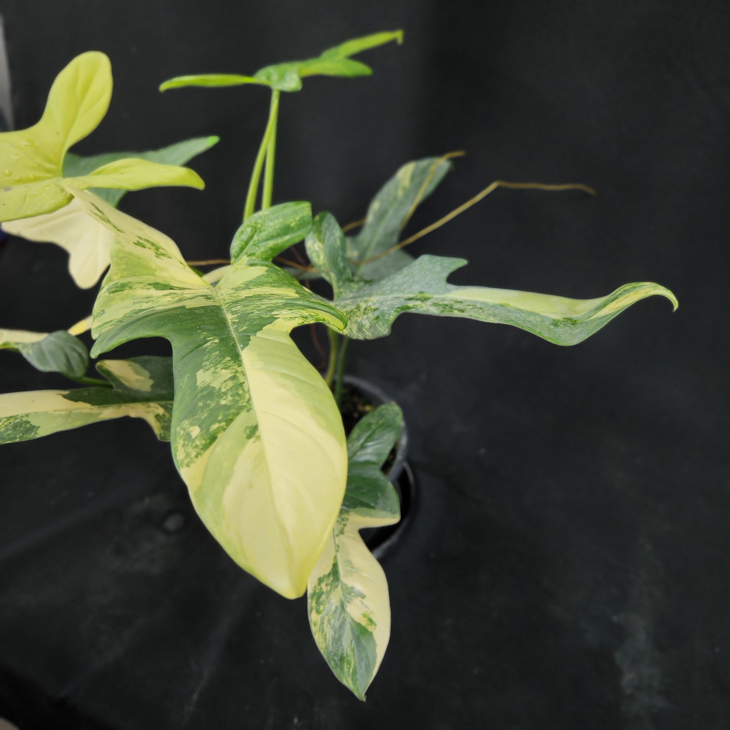 Philodendron bipennifolium variegated