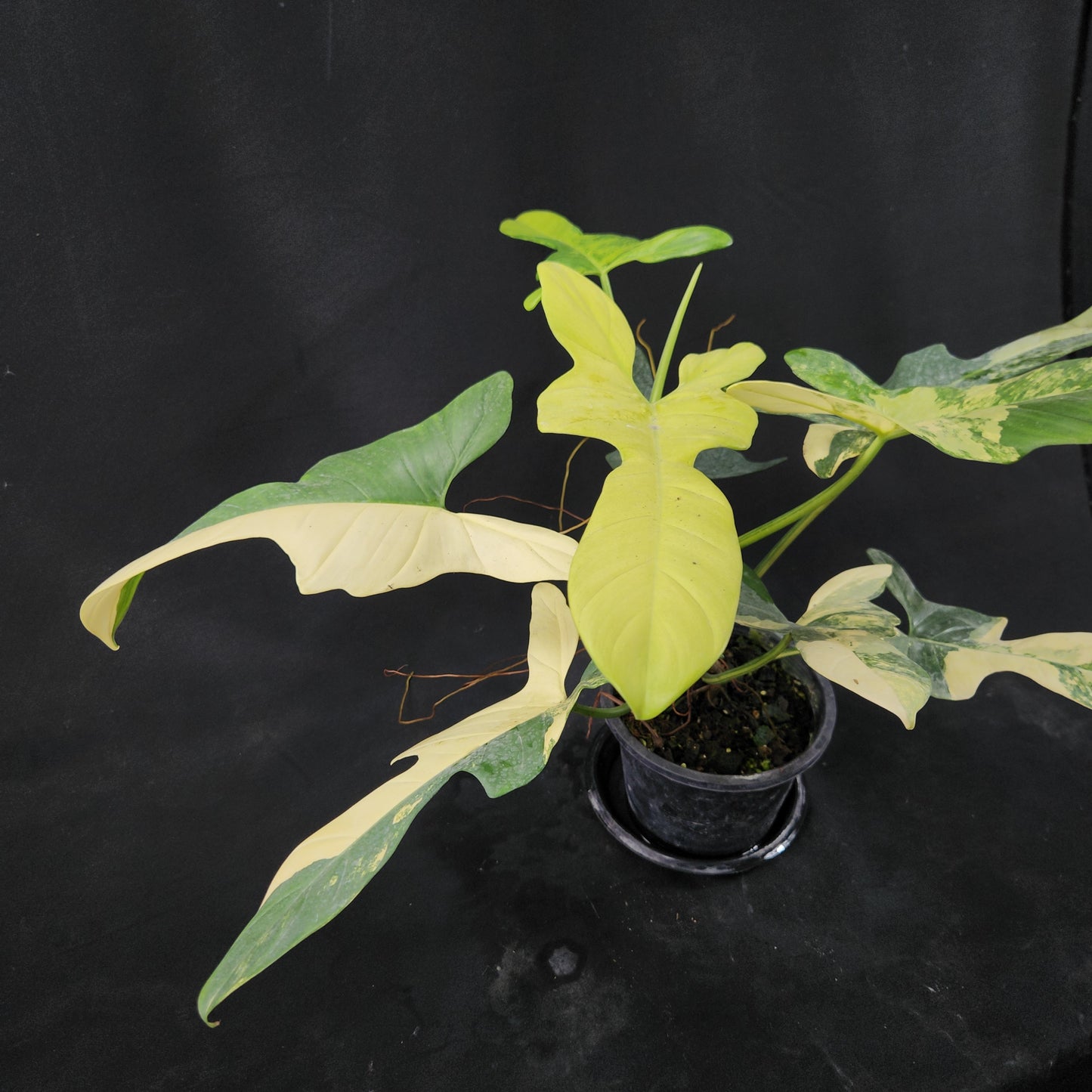 Philodendron bipennifolium variegated