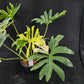 Philodendron williamsii hybrid variegated