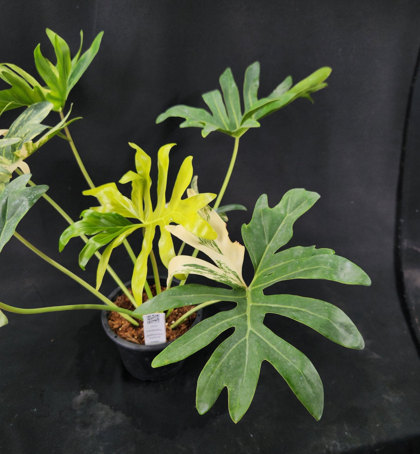 Philodendron williamsii hybrid variegated