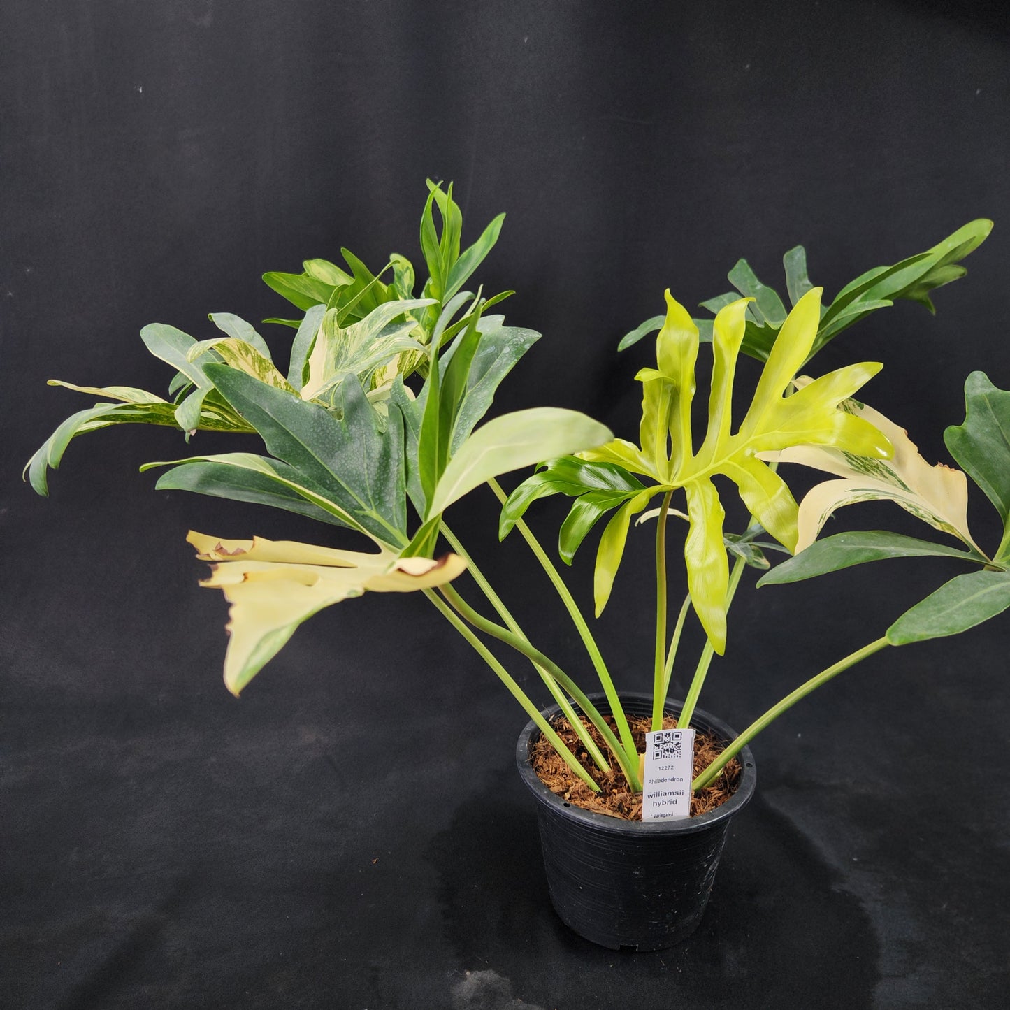 Philodendron williamsii hybrid variegated