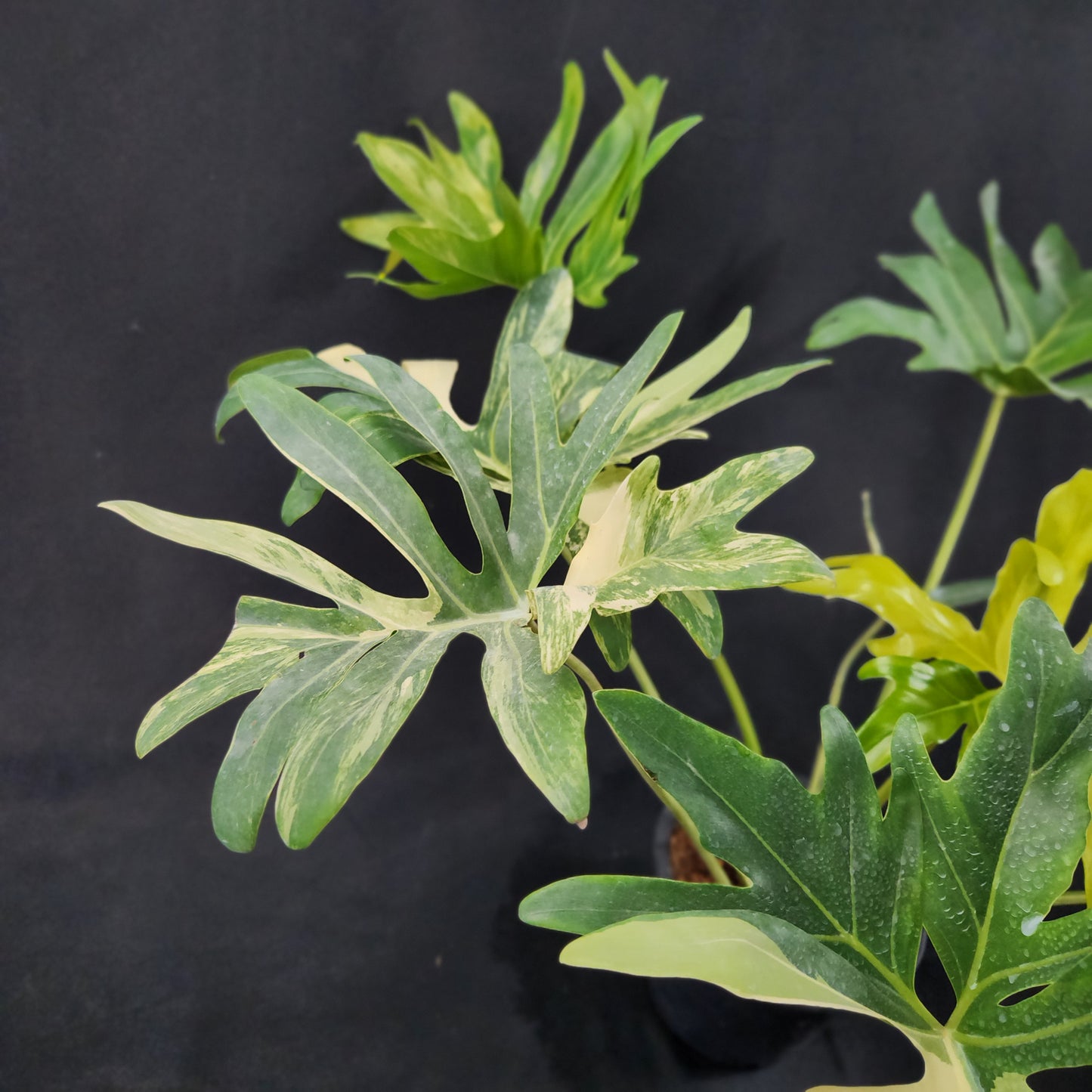 Philodendron williamsii hybrid variegated