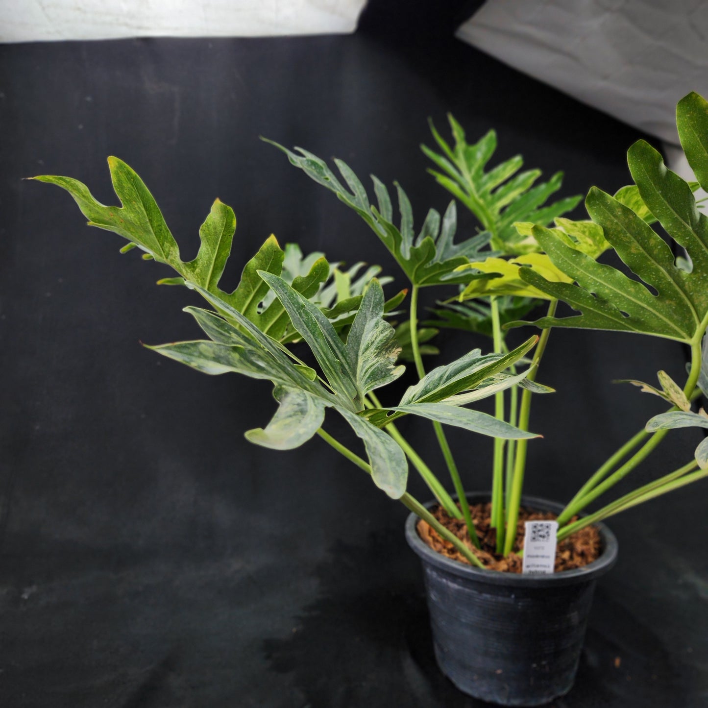 Philodendron williamsii hybrid variegated