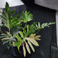Philodendron williamsii hybrid variegated