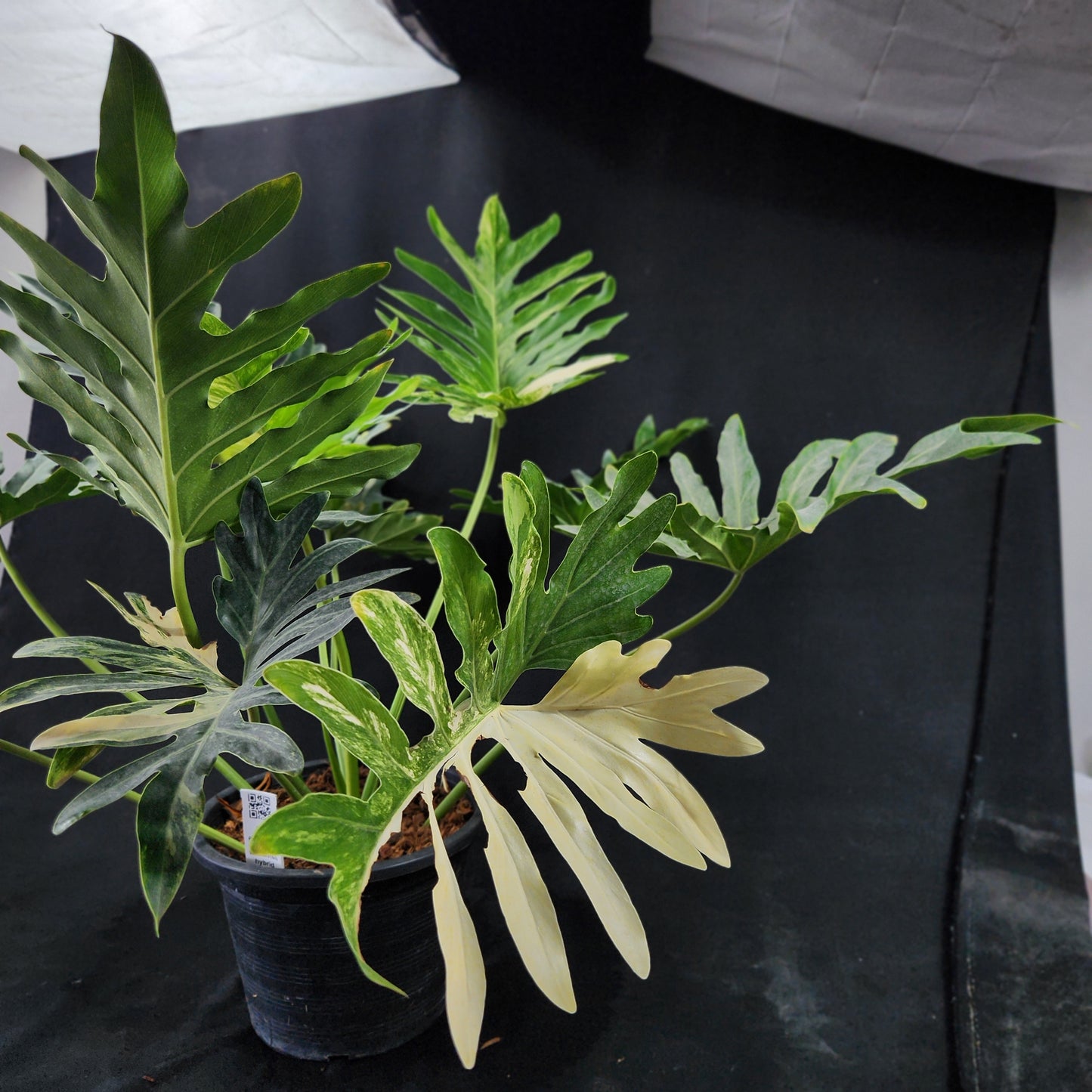 Philodendron williamsii hybrid variegated