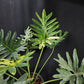 Philodendron williamsii hybrid variegated