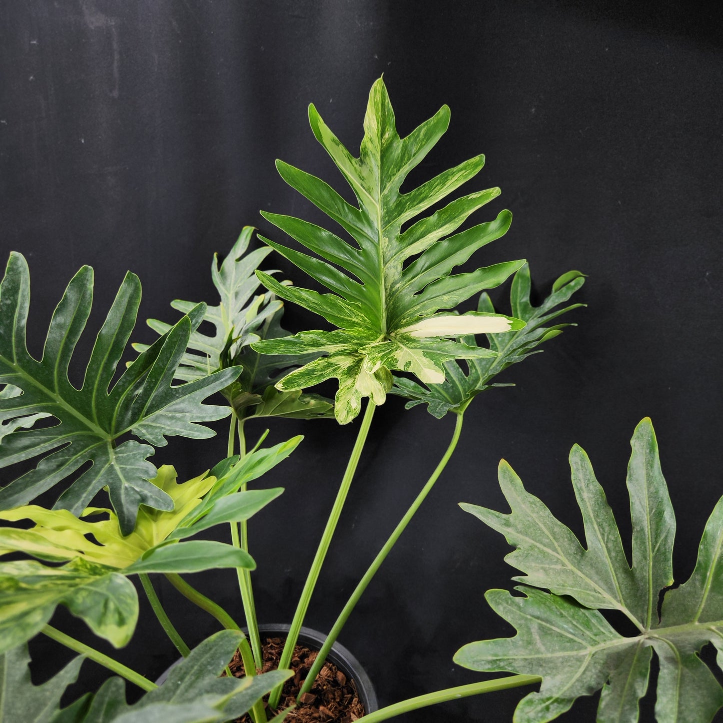 Philodendron williamsii hybrid variegated
