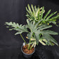 Philodendron williamsii hybrid variegated