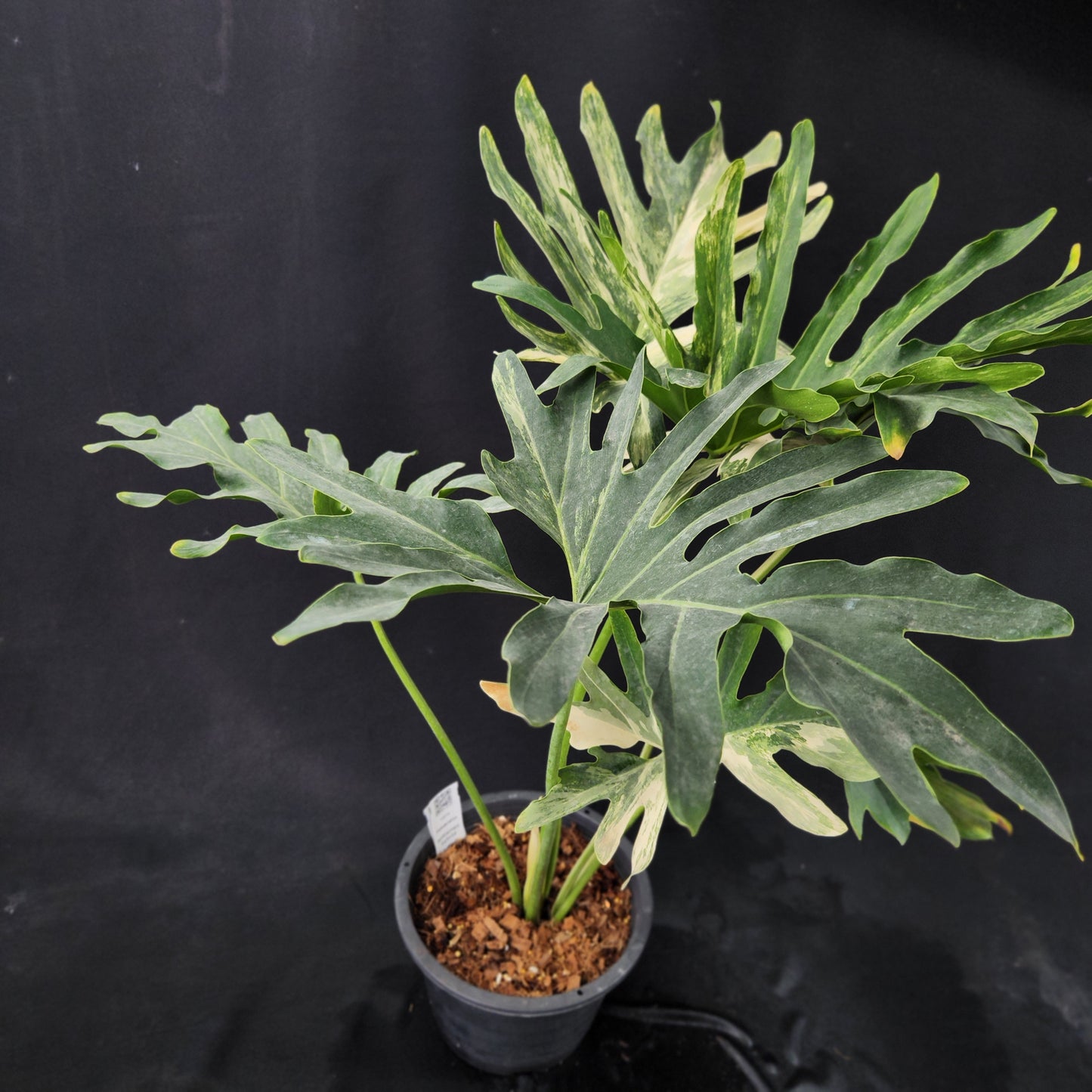 Philodendron williamsii hybrid variegated