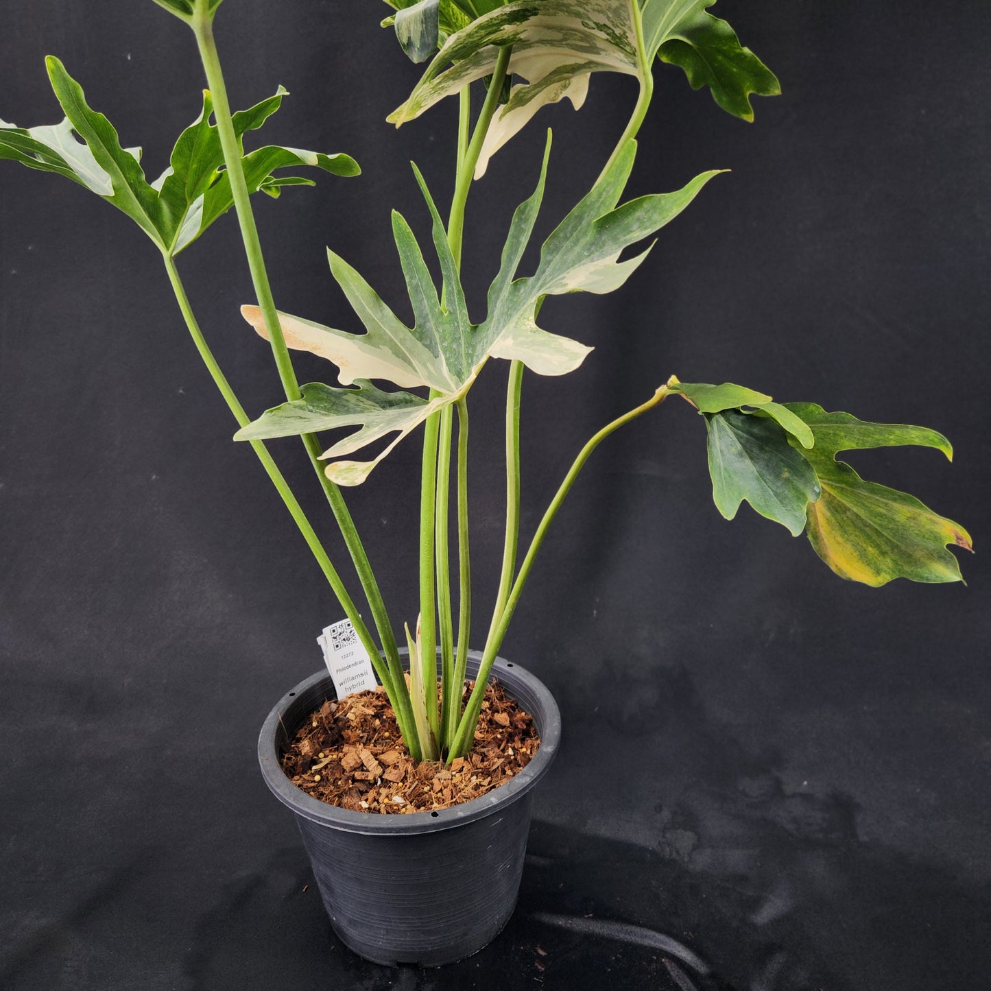 Philodendron williamsii hybrid variegated