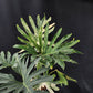 Philodendron williamsii hybrid variegated