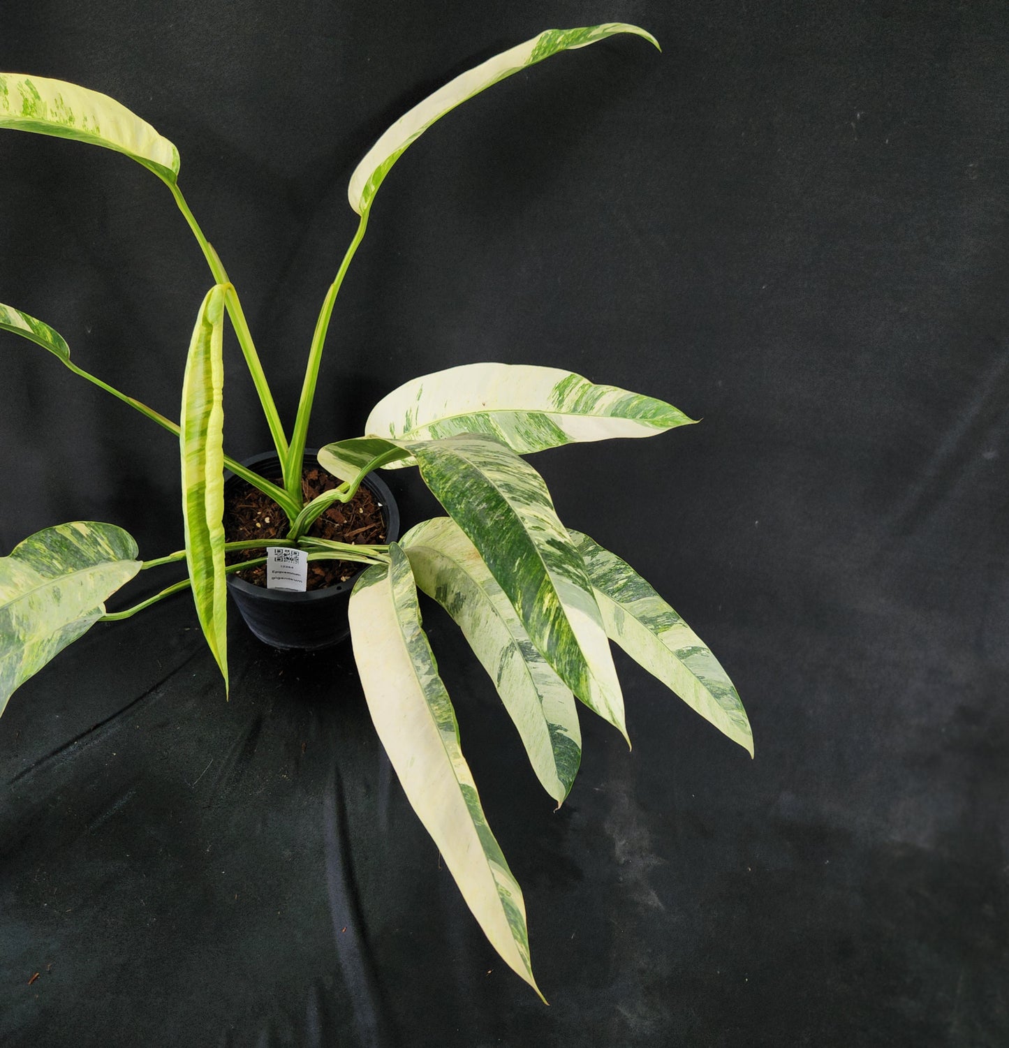 Epipremnum giganteum tricolor variegated