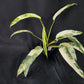 Epipremnum giganteum tricolor variegated