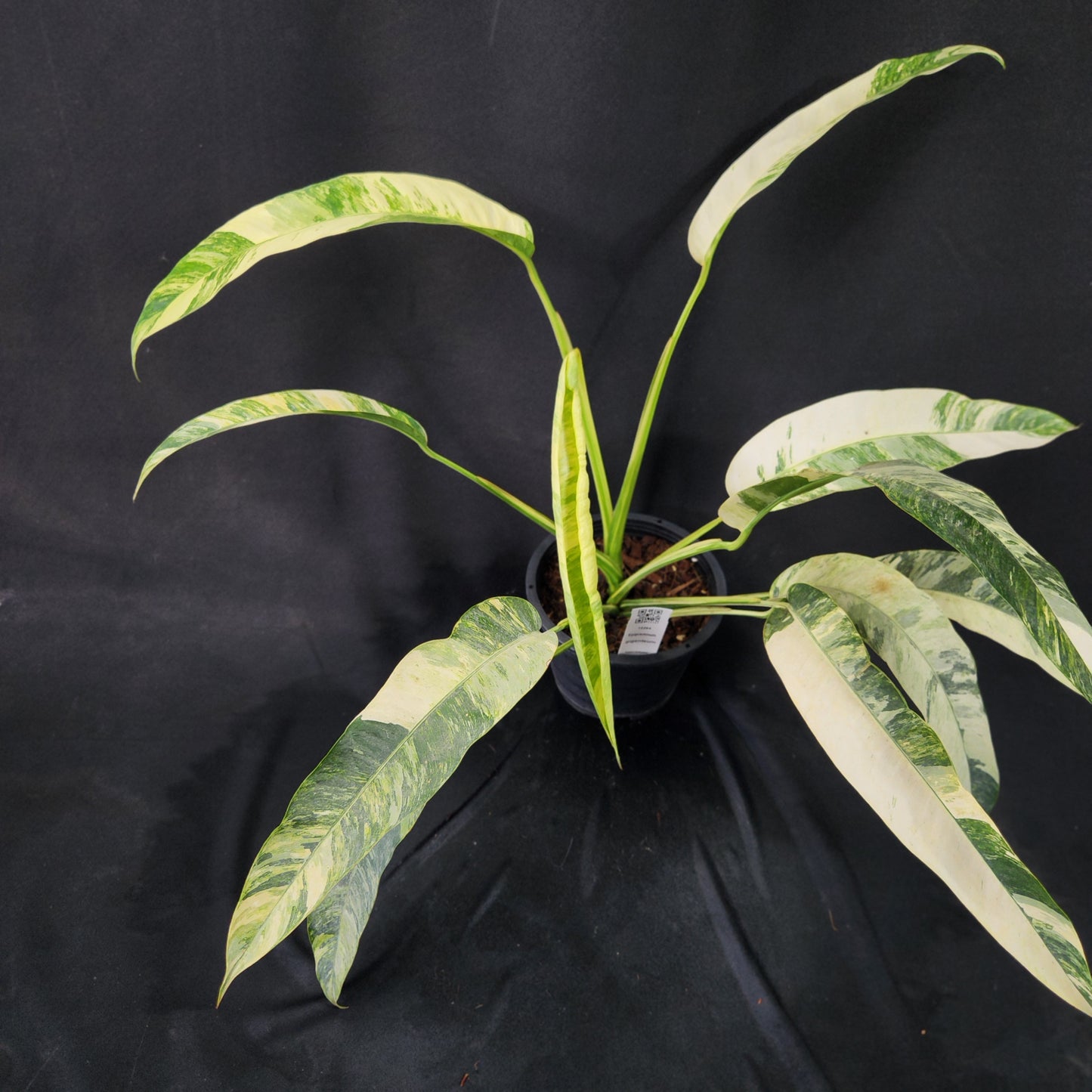 Epipremnum giganteum tricolor variegated