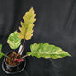 Philodendron Caramel Marble