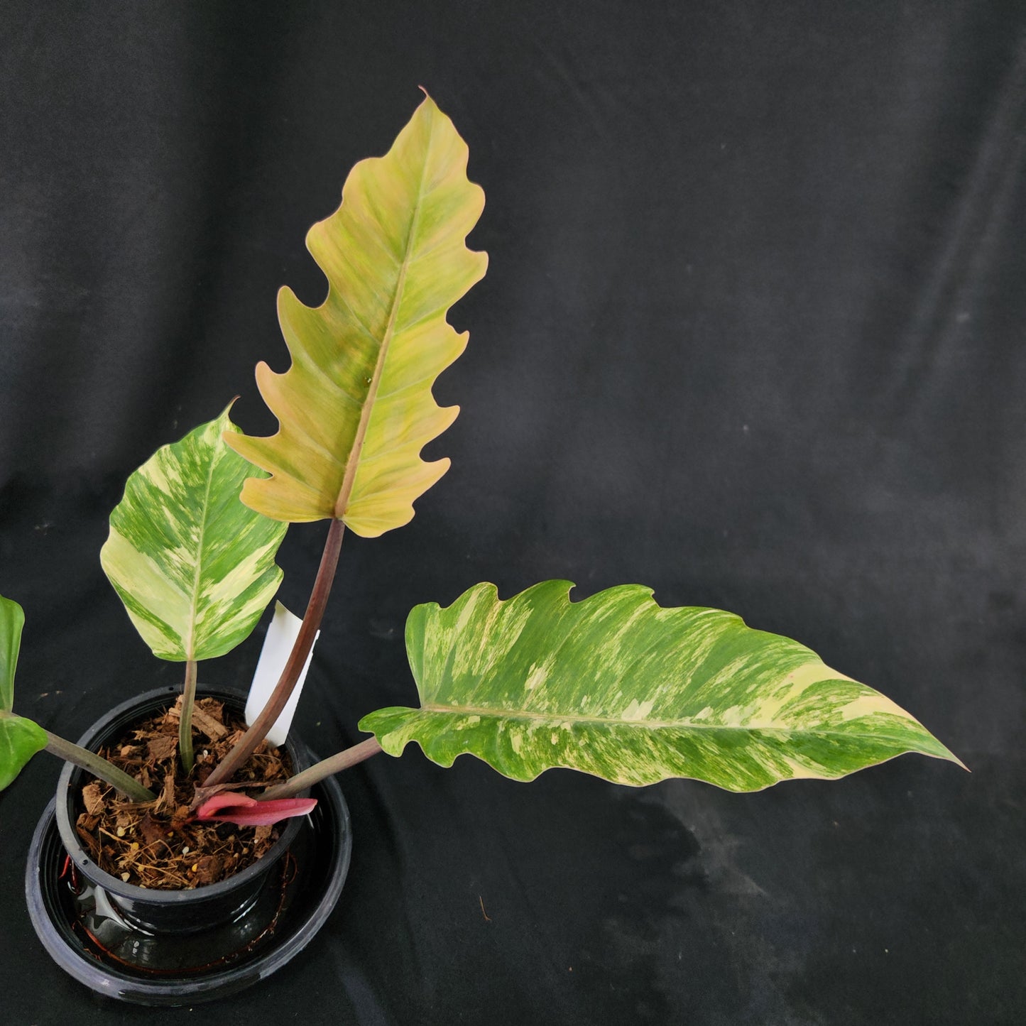 Philodendron Caramel Marble
